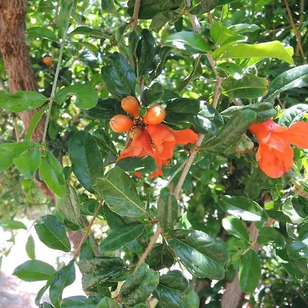 Appartement Kapsali Ii *